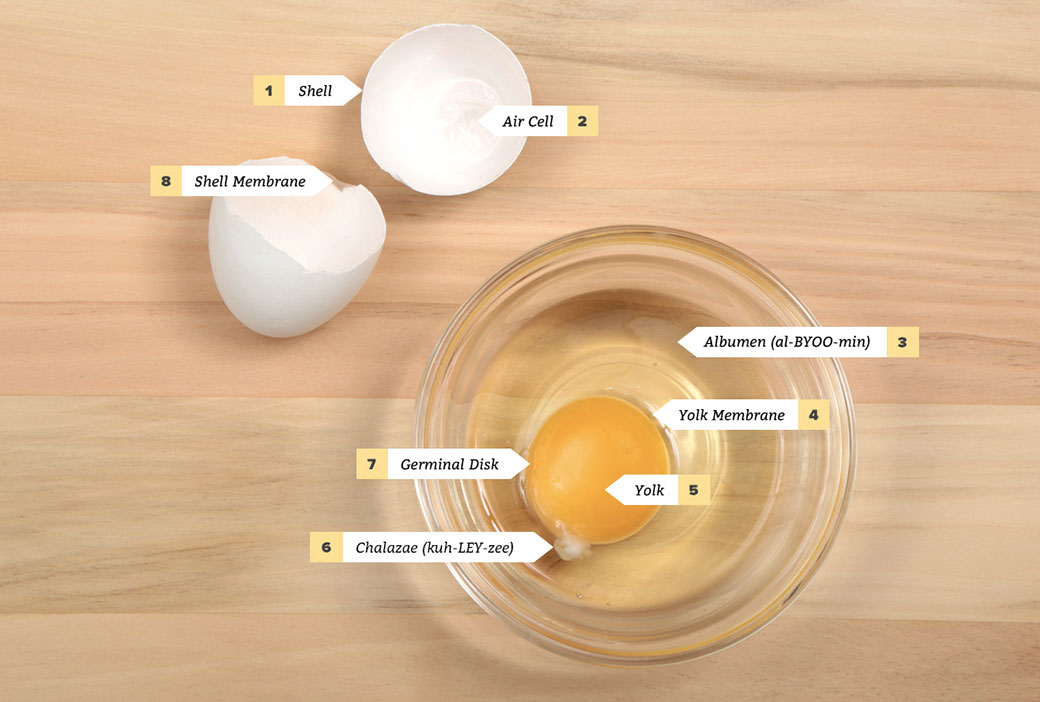 egg anatomy EN2